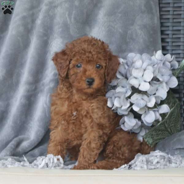 Micah, Toy Poodle Puppy